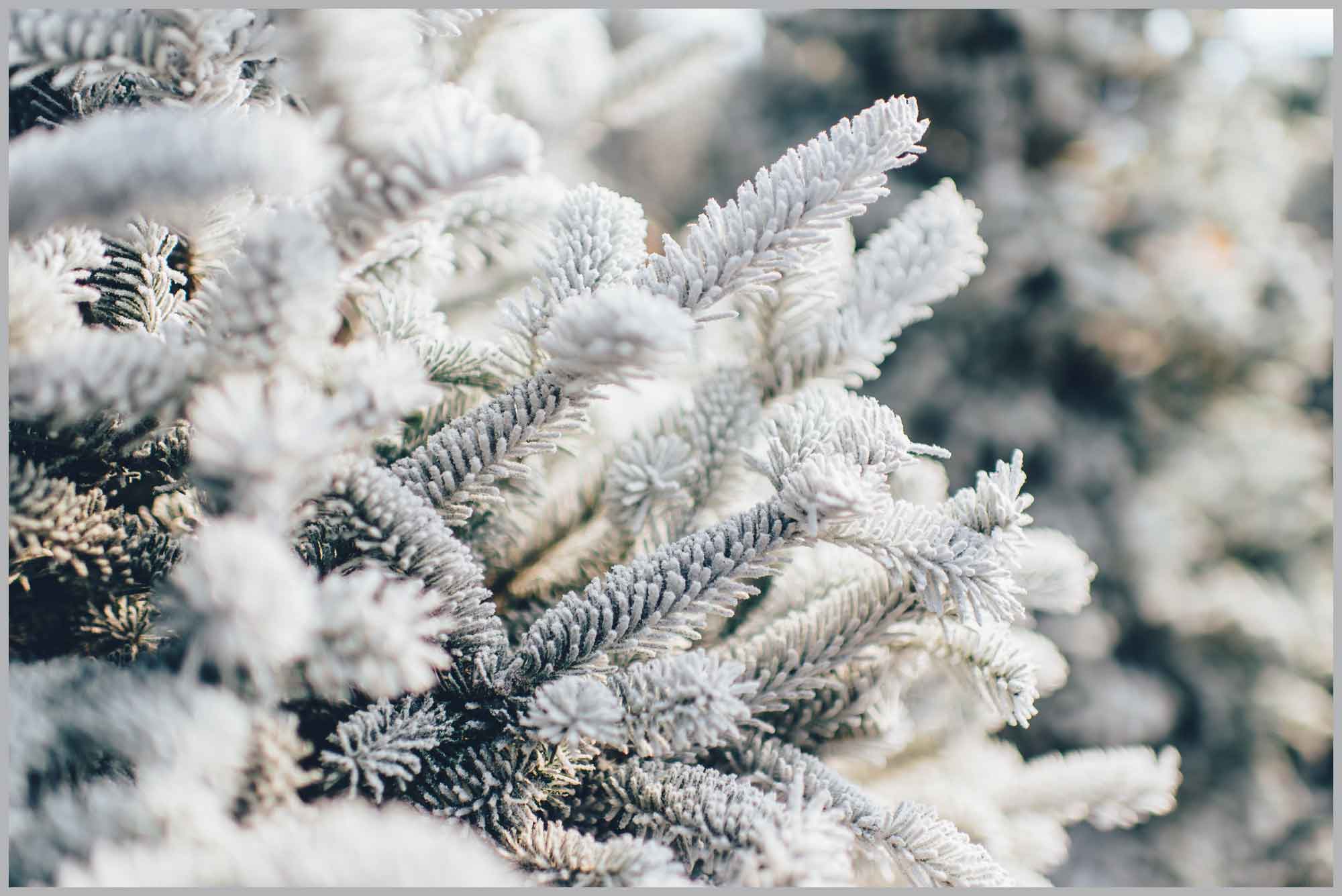 ardenne residences news blog article holidays winter christmas newyear