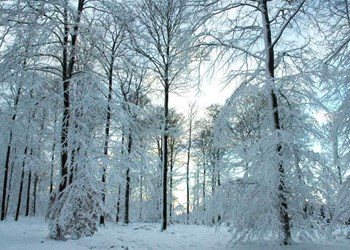 ardenne residences nassogne 6950 region landscapes winter forest