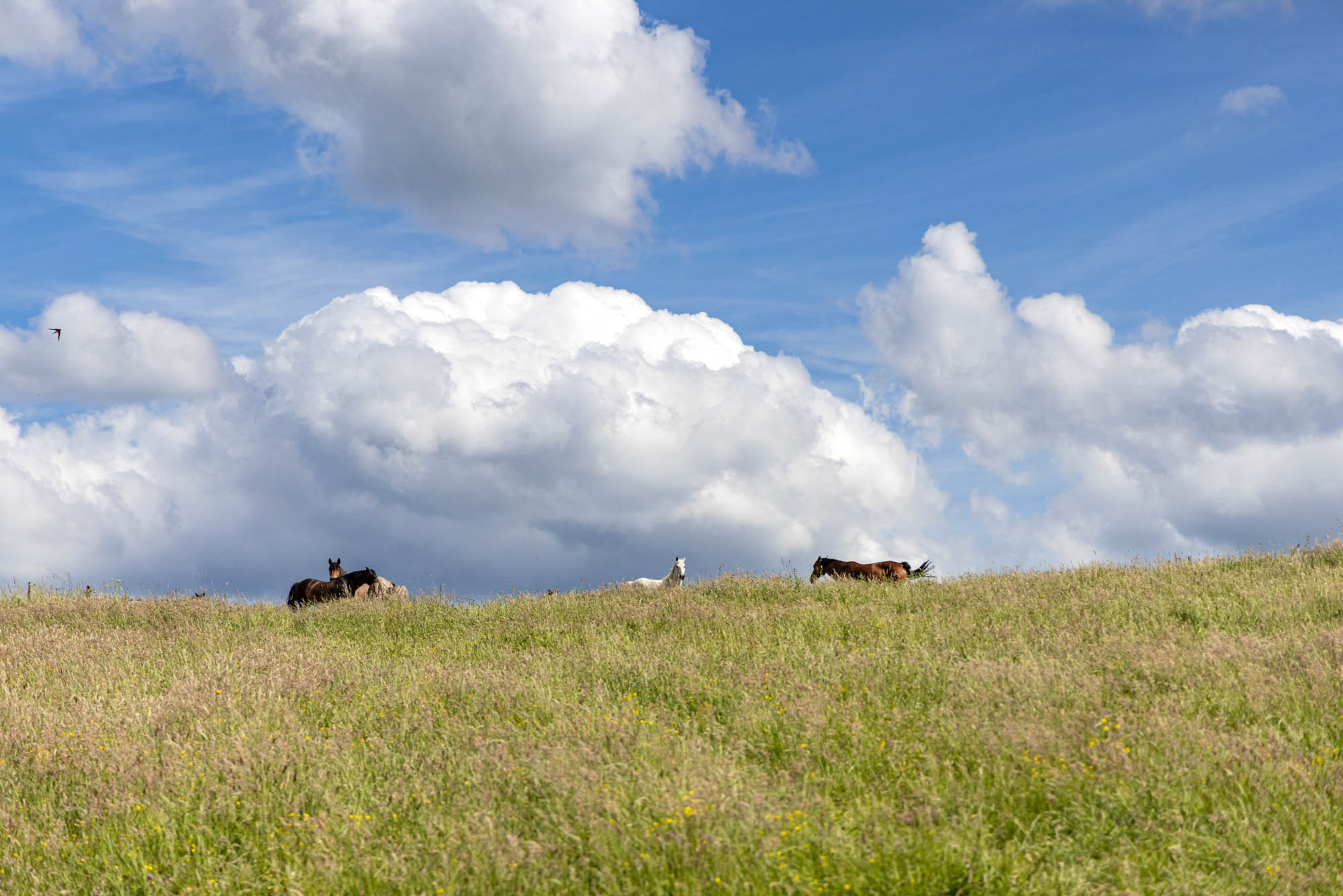 Chevaux en pâture à Paradis, près de Aywaille