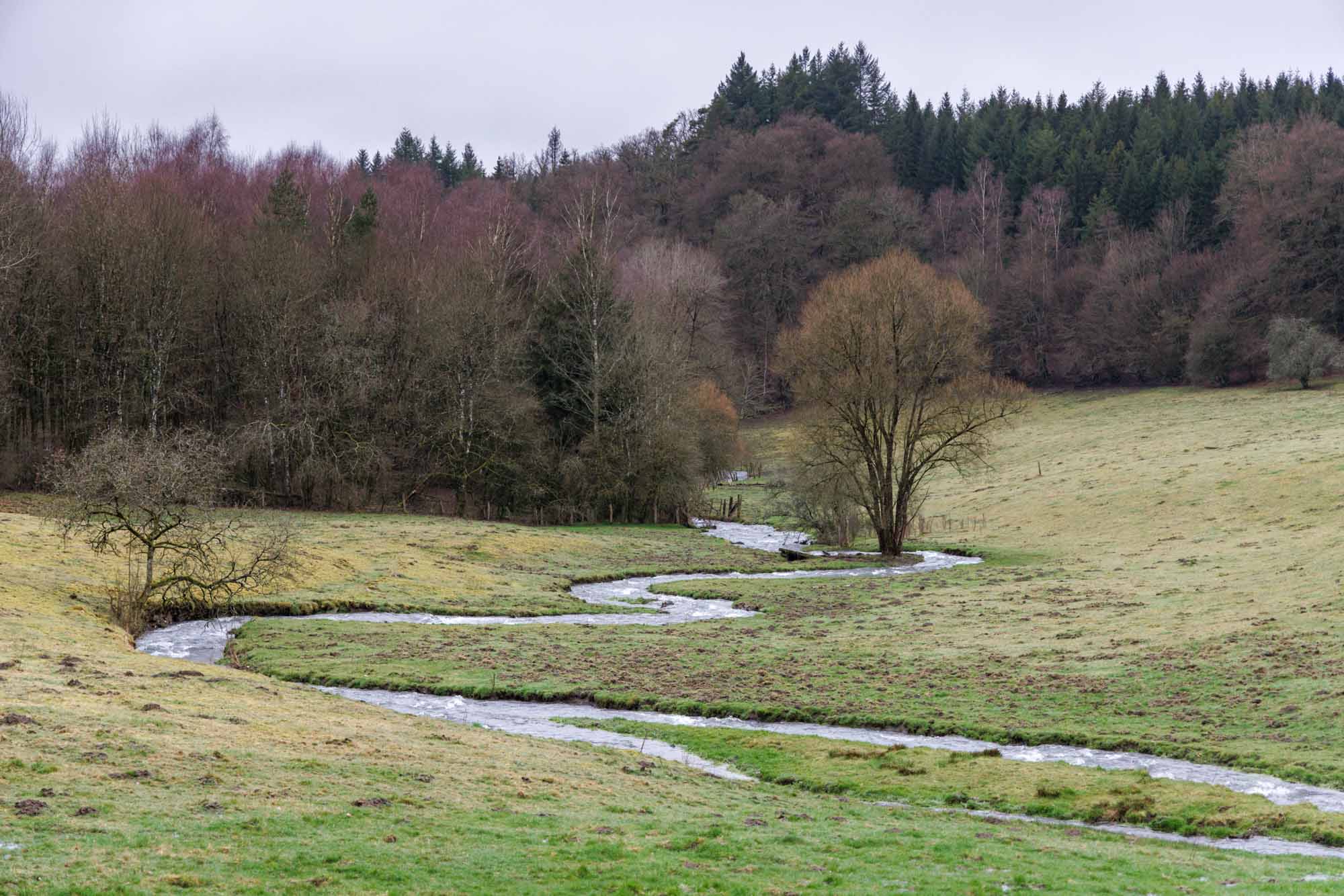 Landschap van Bertrix met kronkelende beek door weide en omgeven door bos