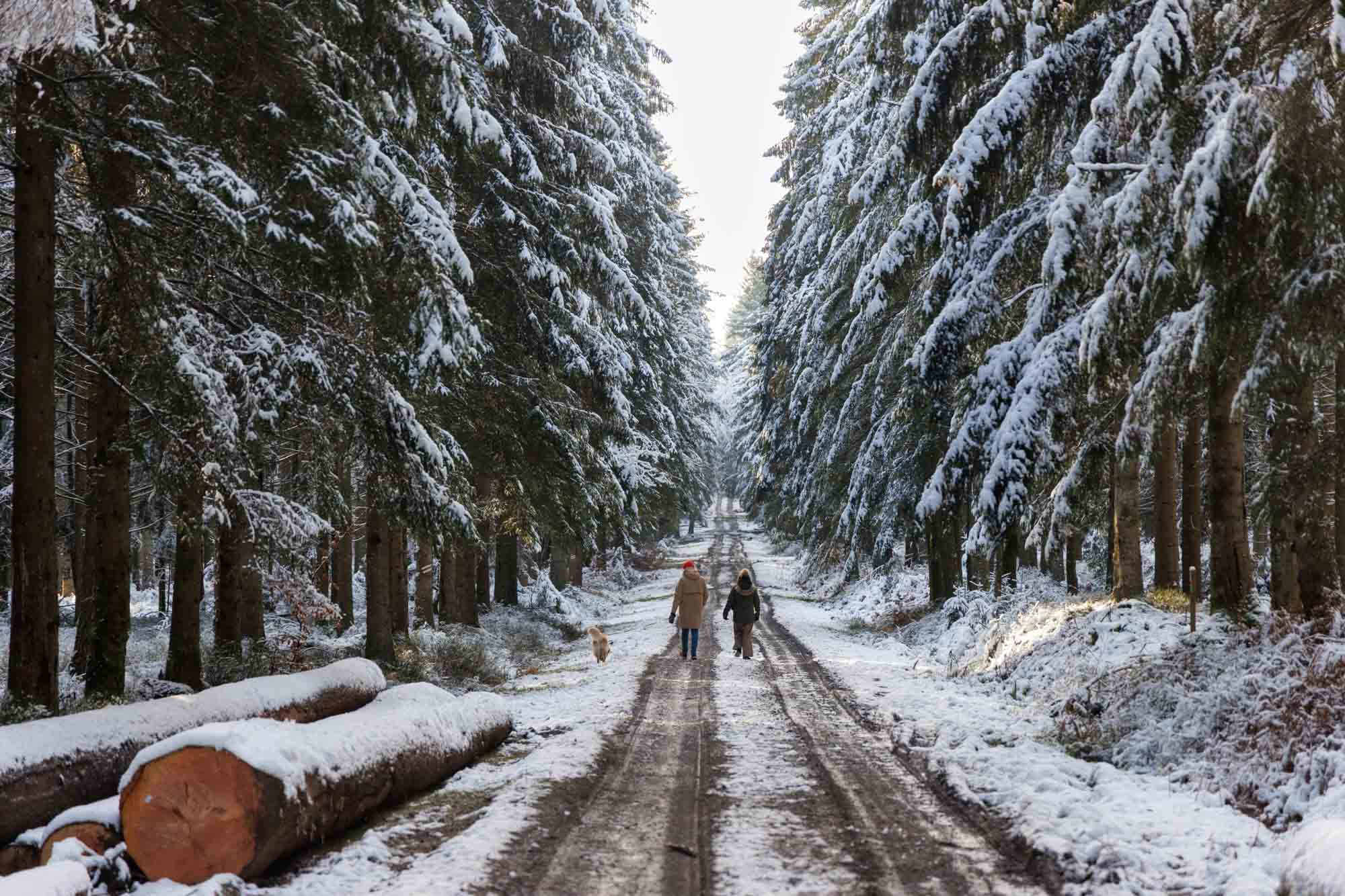 Chemin forestier enneigé à Pisserotte, promenade d’hiver en Ardenne.