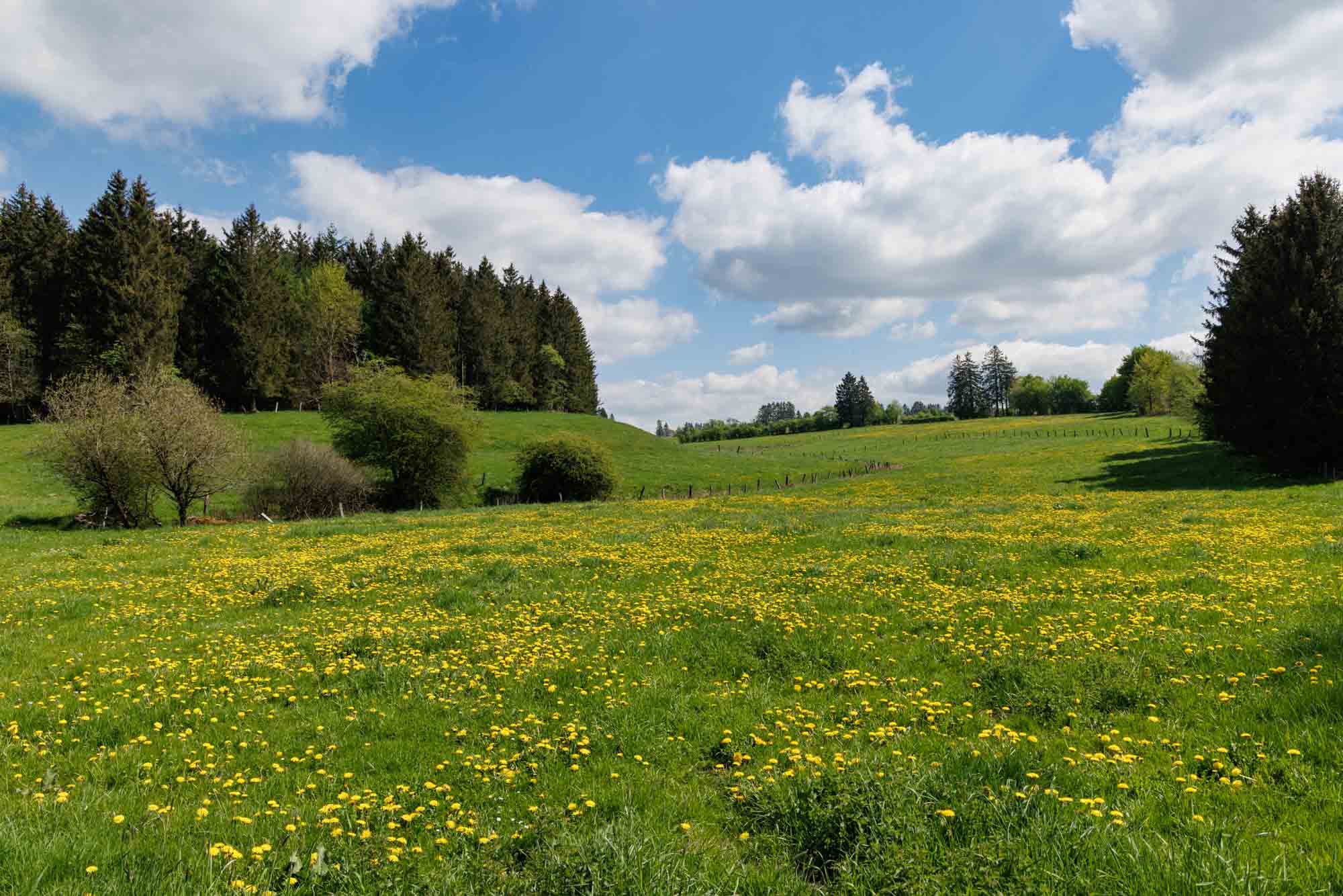 Lente in Bütgenbach met bloeiende weide en groene heuvels onder blauwe lucht