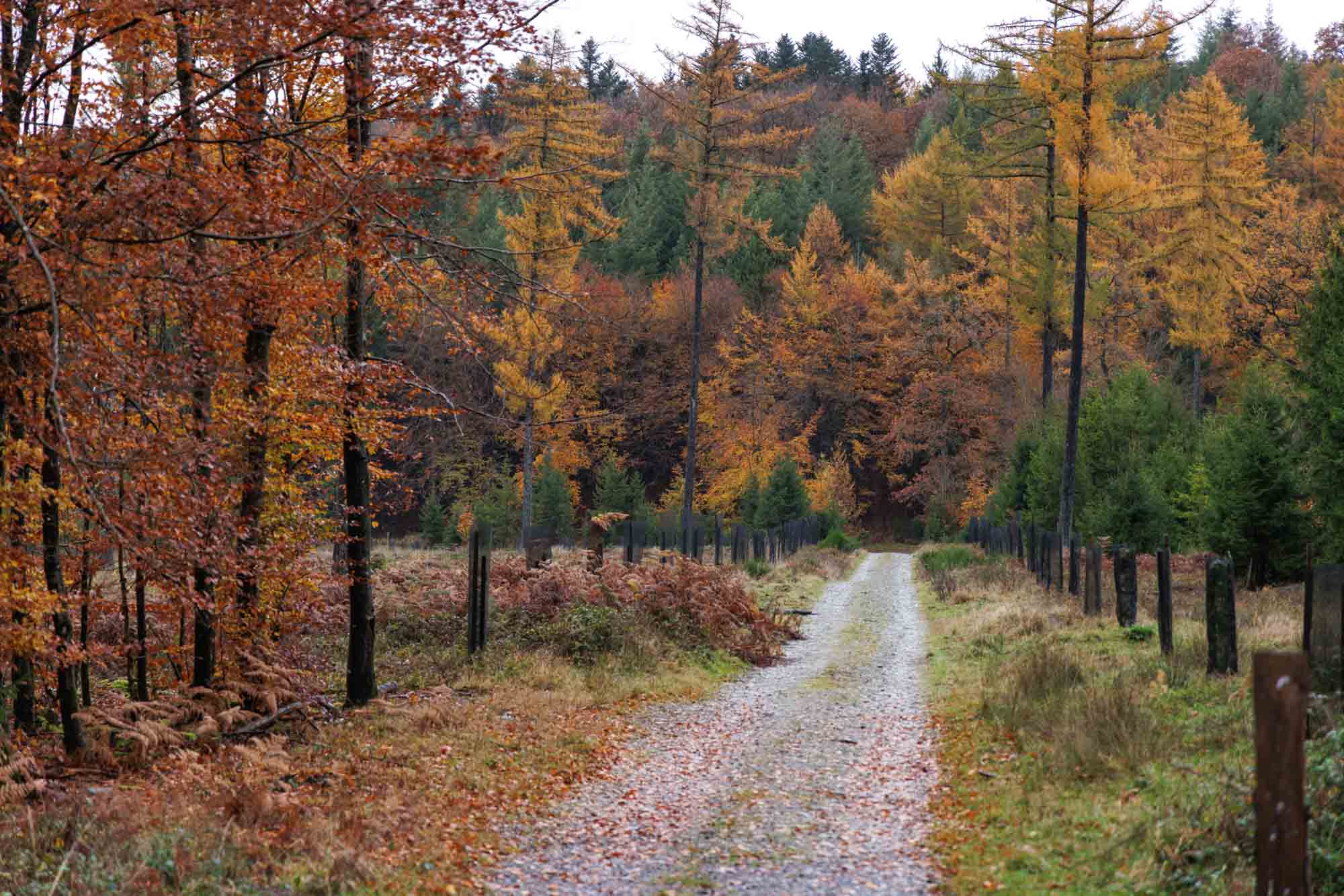 Bospaadje in Smuid tussen bomen in herfstkleuren