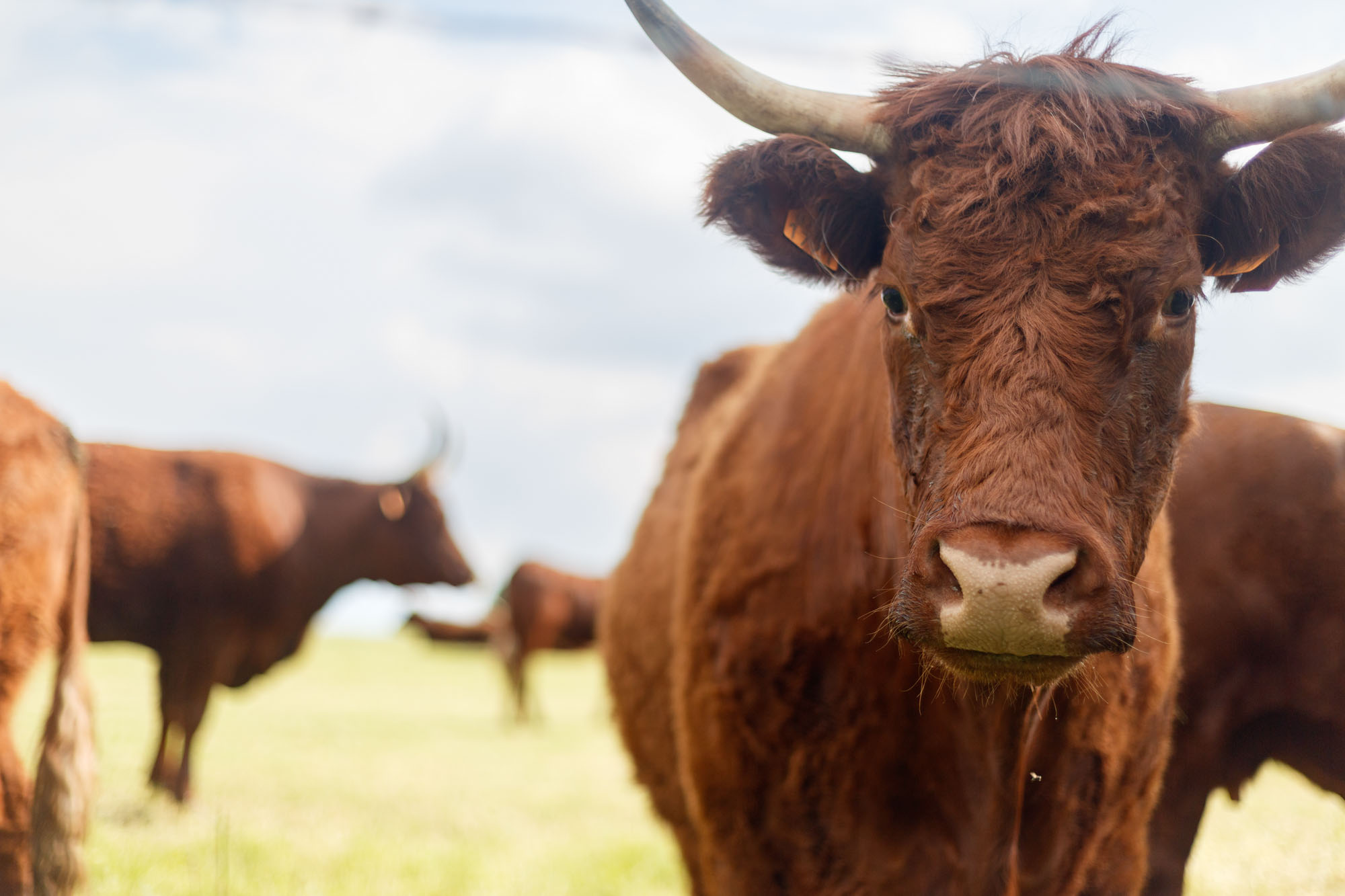 Vaches à Bonnerue dans une prairie ardennaise, élevage en plein air.