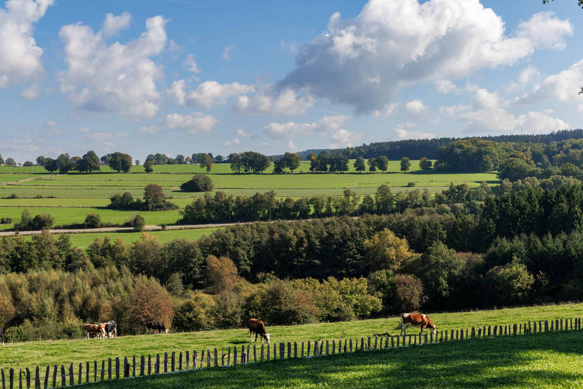 Heuvelachtig landschap bij Pont met groene weiden en grazende koeien