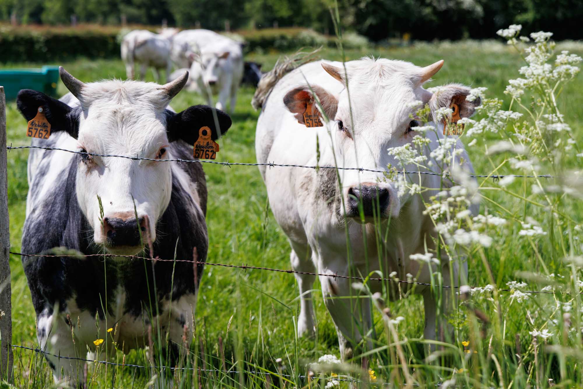 Koeien in een groene weide in Haut-Fays achter een hek, onder zomerse hemel
