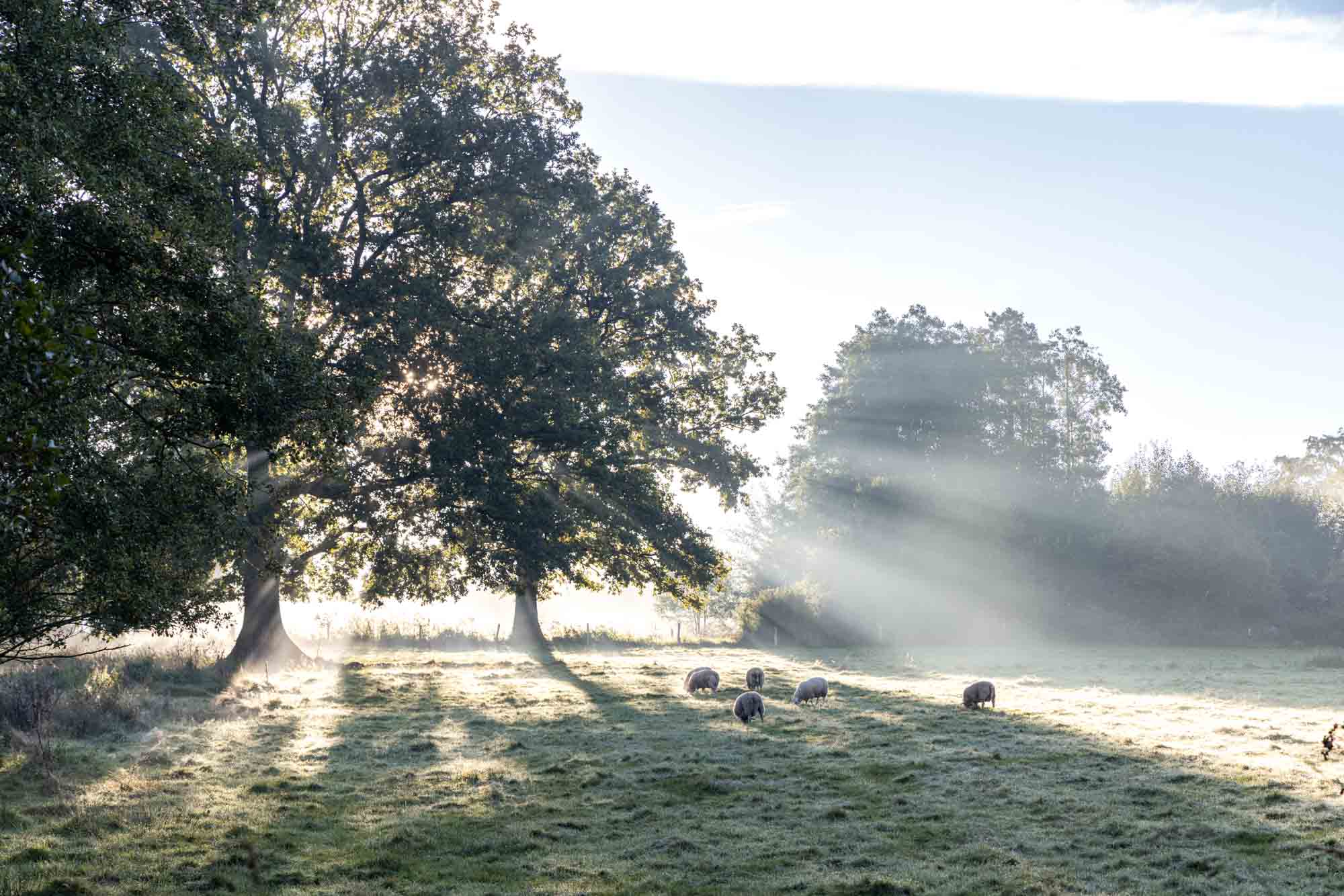 Troupeau de moutons au petit matin dans la brume sur les hauteurs de Wanne