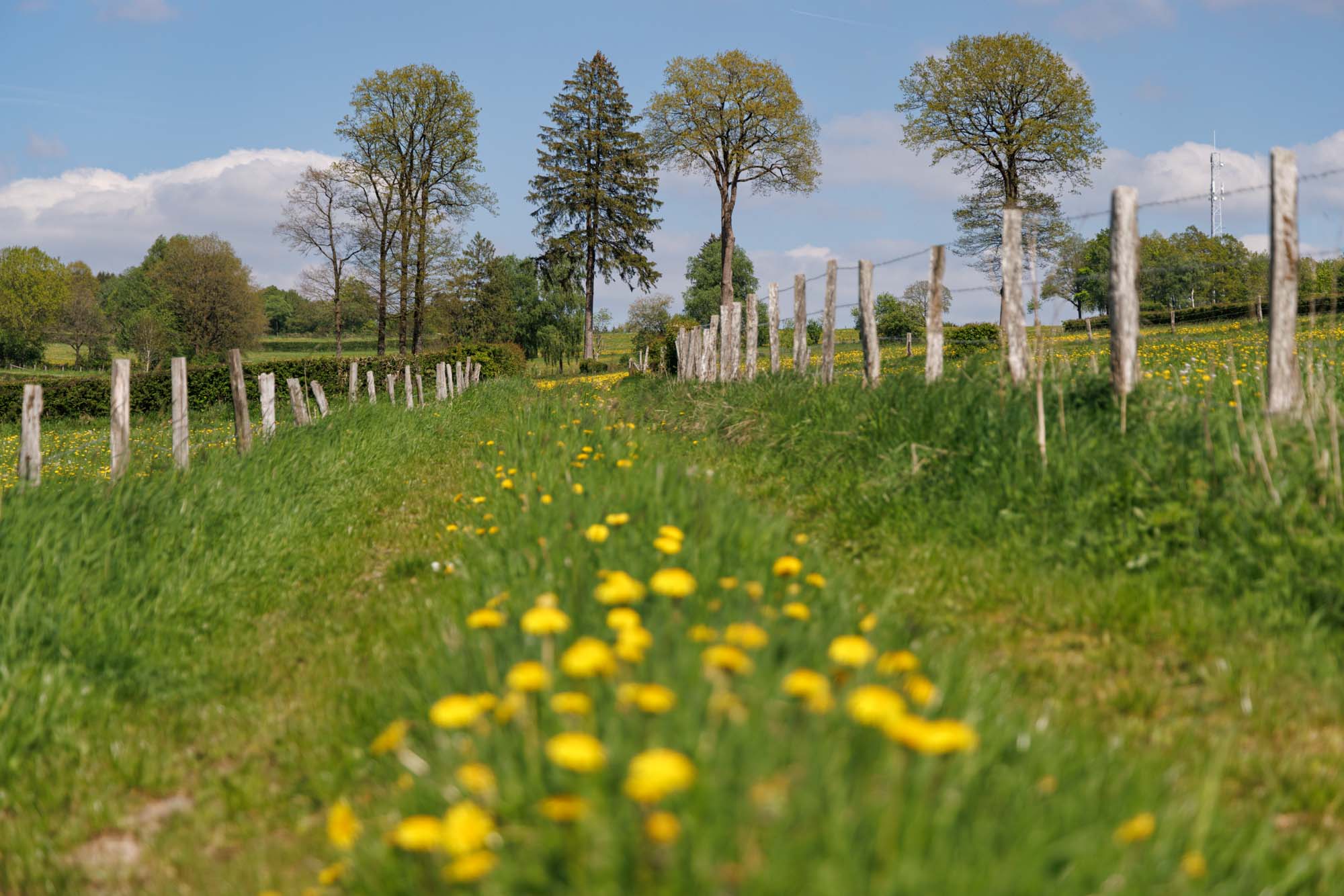 Amel met groen pad tussen afrasteringen en gele voorjaarsbloemen