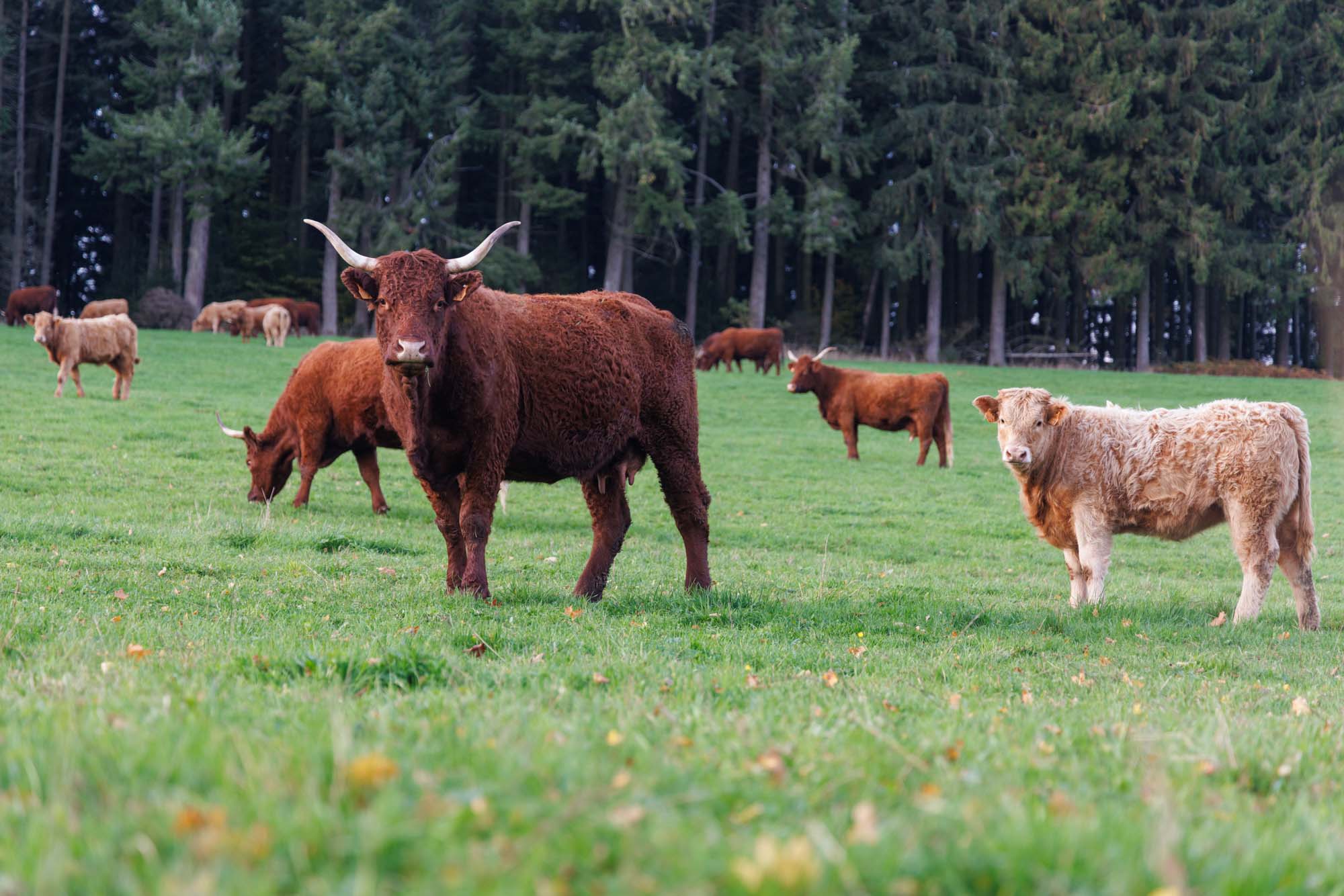 Basse-Bodeux avec troupeau de vaches rousses dans prairie devant forêt.