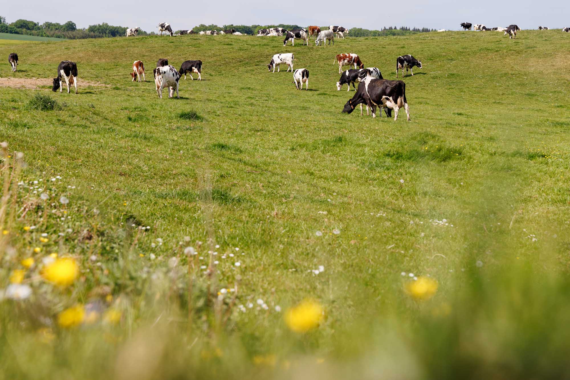 Vaches broutant dans des pâturages verdoyants à Ossogne, en pleine campagne wallonne.