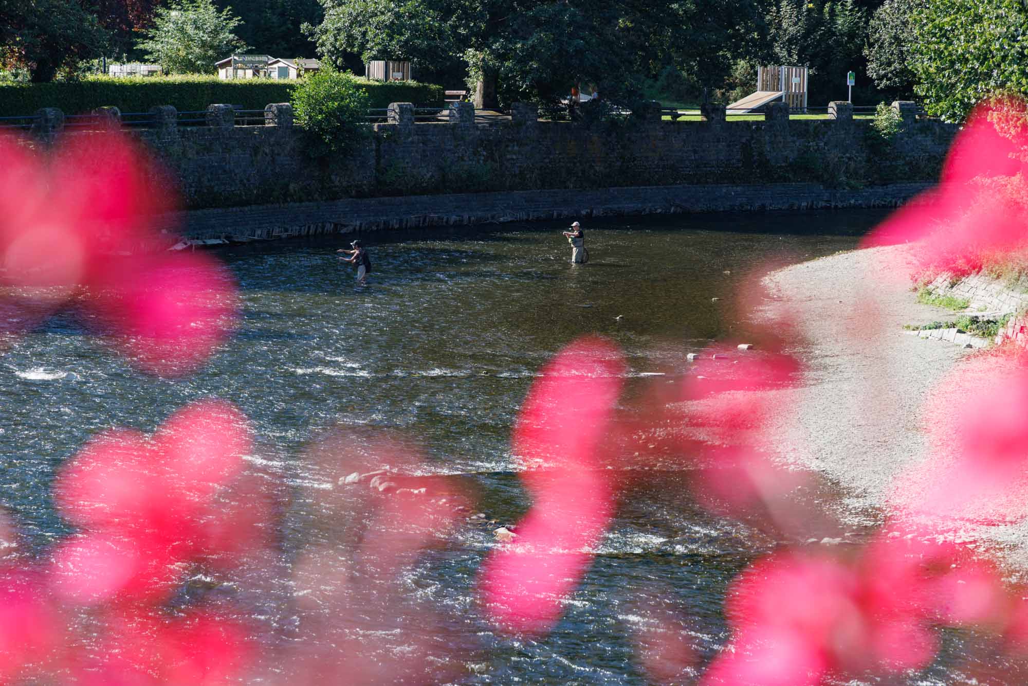 Pêche à la mouche dans l'Ourthe à La Roche-en-Ardenne