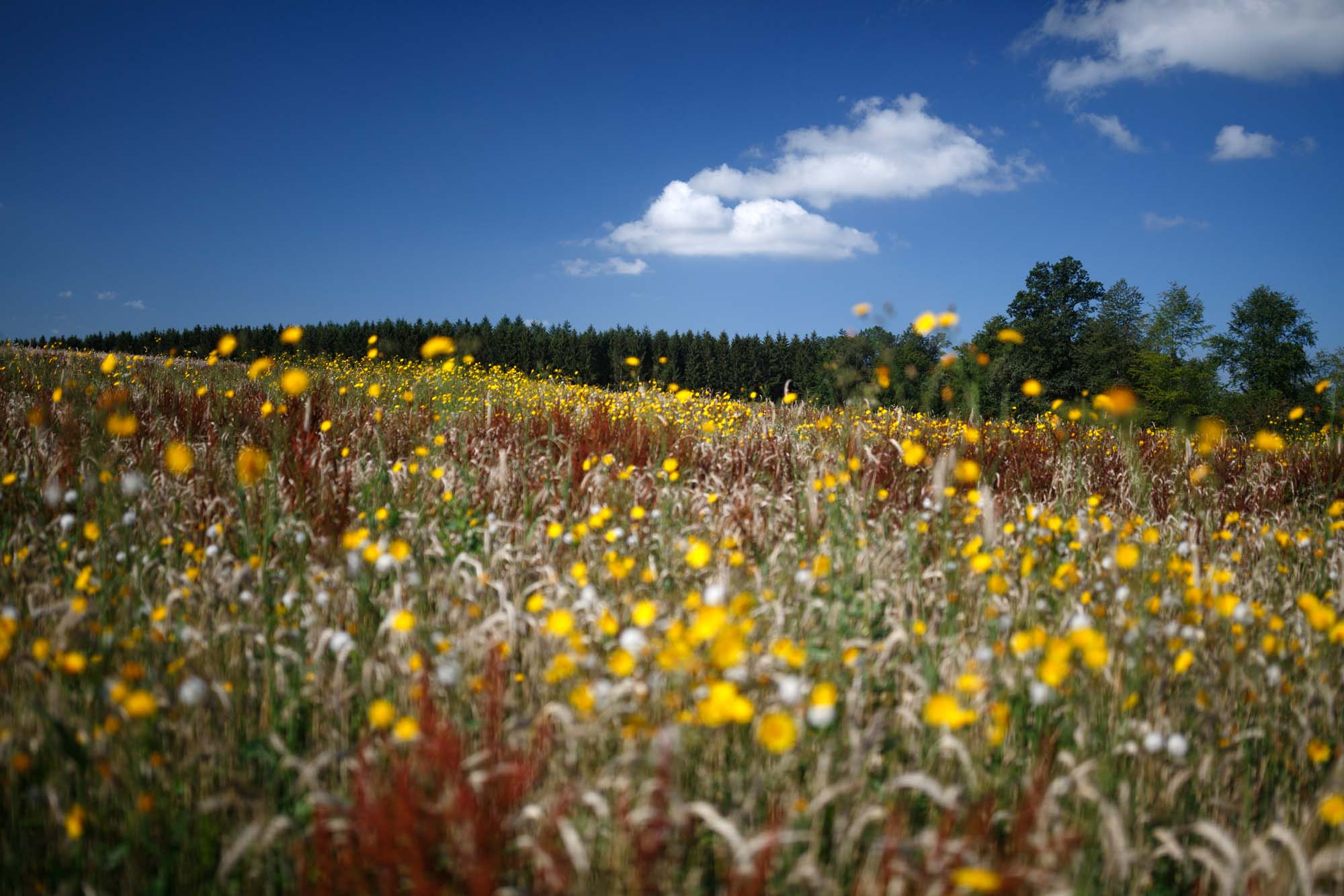 Champ de fleurs à Rolley, près de Bastogne