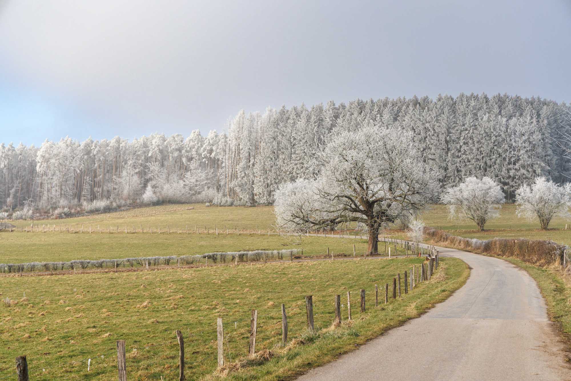 Weg bij Haut-Fays langs berijpte weiden en bomen